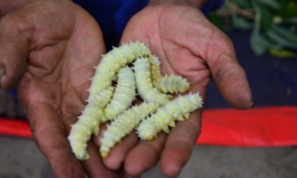The person who trains students to go to Africa to raise silkworms for food